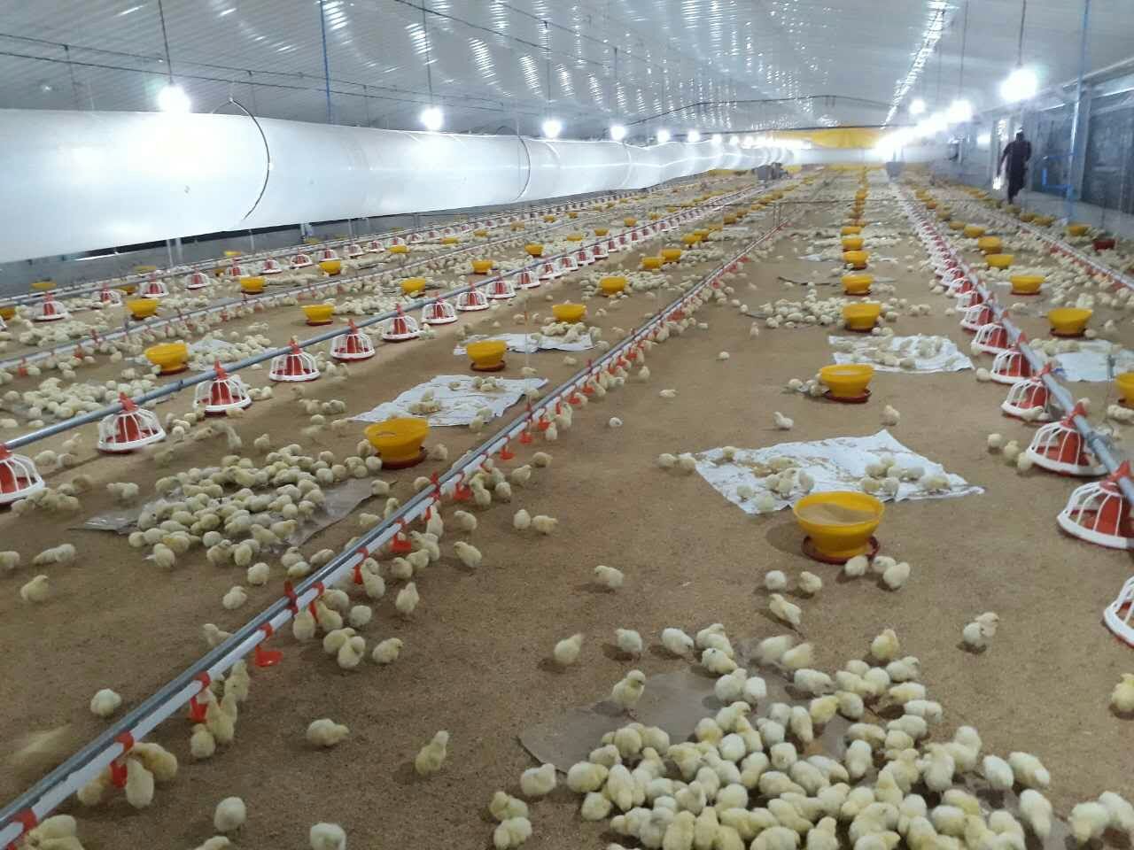 Cấu trúc thép của gia cầm thương mại với hệ thống cho ăn và uống